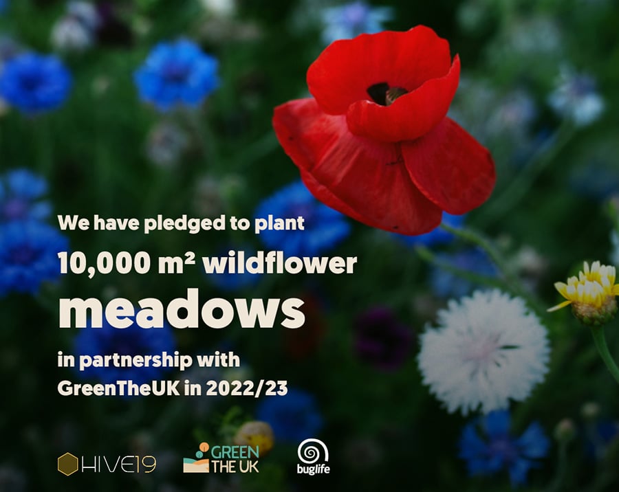 Green the UK and Hive19 Wildflower Meadows
